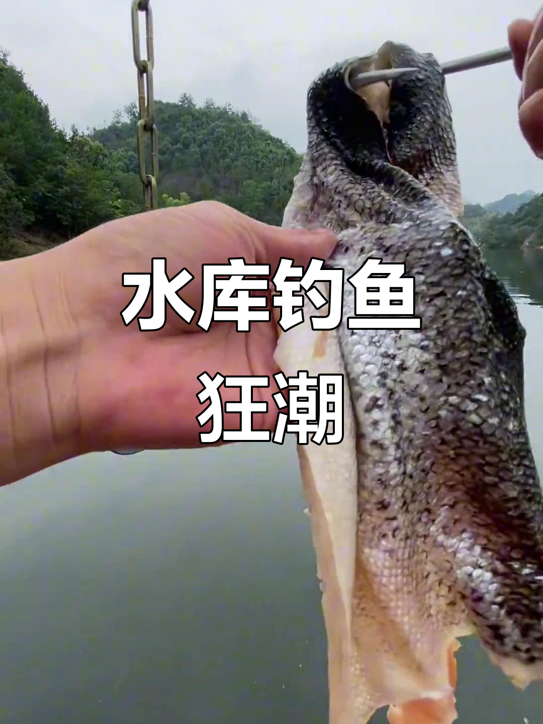 1300公里赴钓,水库大爆炸!百斤鲶鱼接连上钩