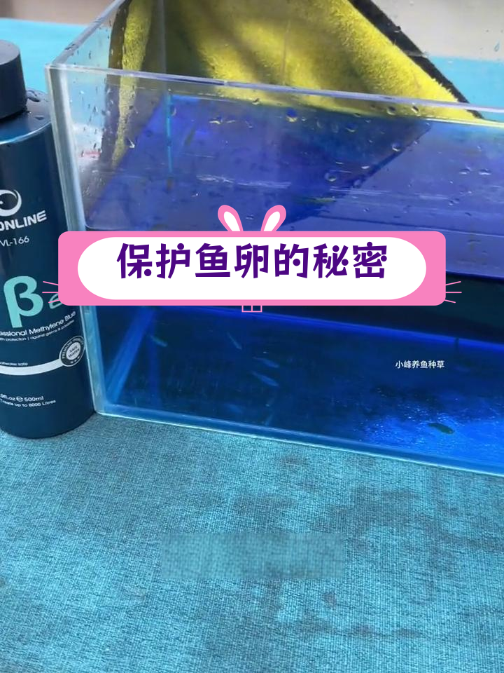 鱼卵发白长霉?亚甲基蓝来帮忙