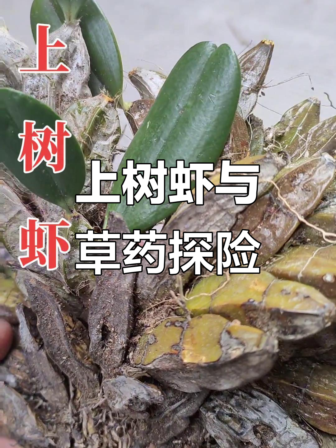 探秘野生药材:上树虾的神奇之旅
