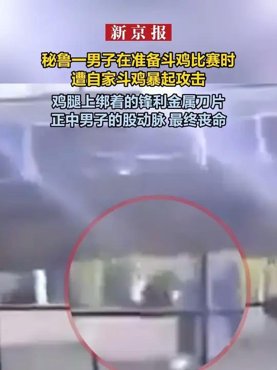 秘鲁男子遭自家斗鸡暴起攻击:鸡腿上刀片刺穿股动脉 丧命瞬间曝光