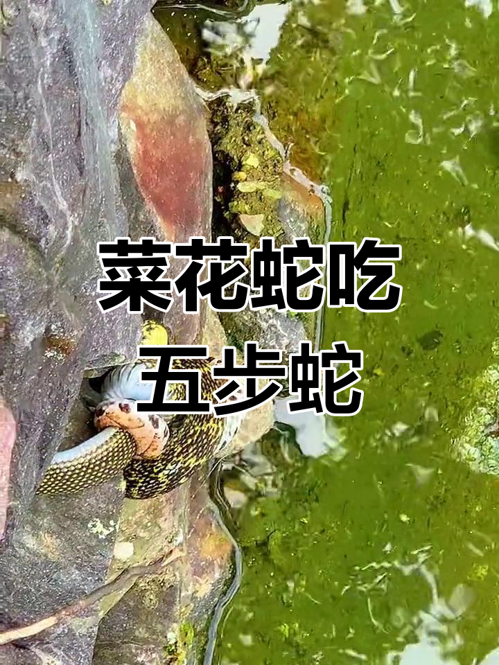 菜花蛇勇斗五步蛇,最终生吞获胜