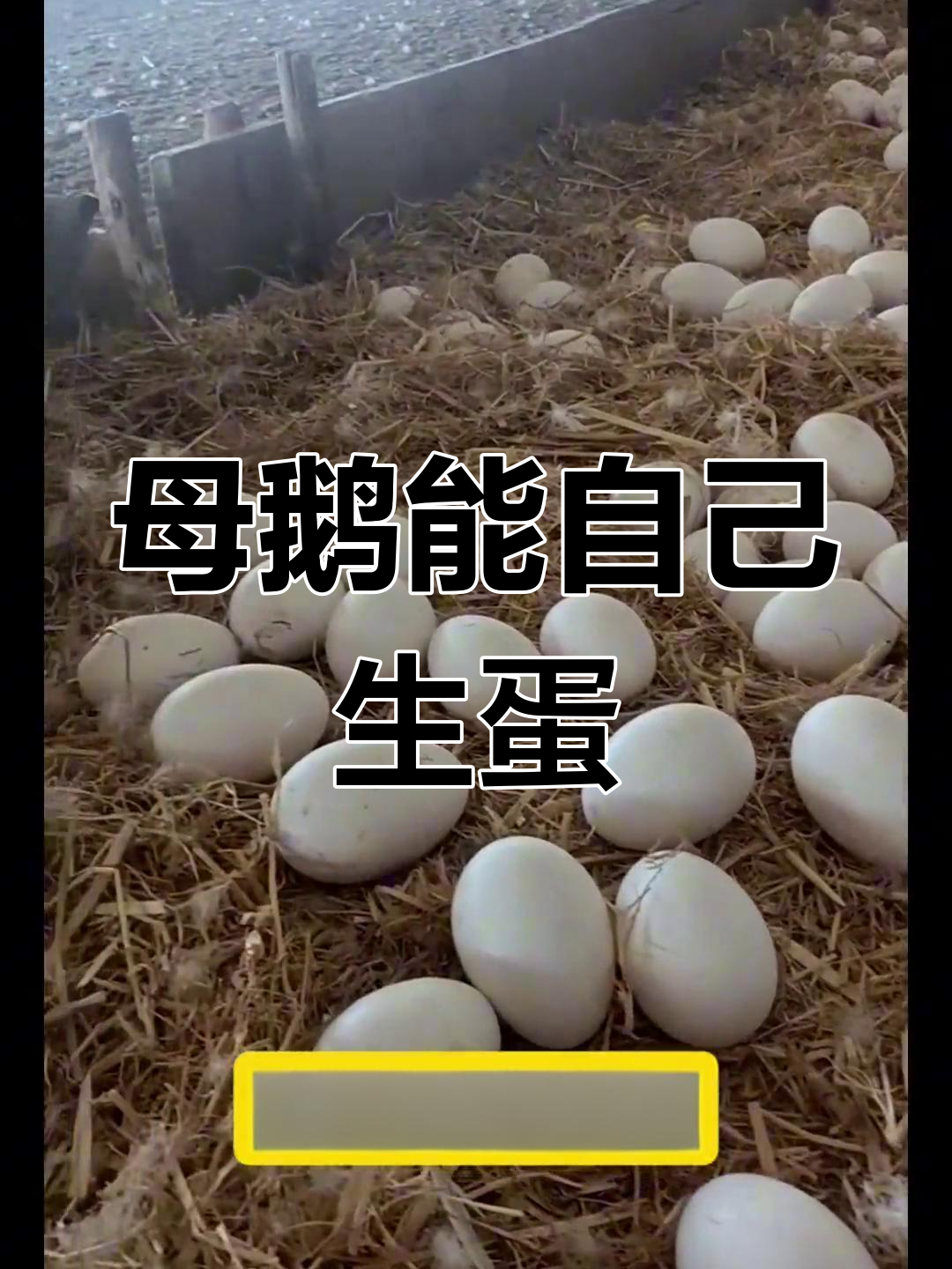 母鹅下蛋不需要公鹅,但无法孵化小鹅