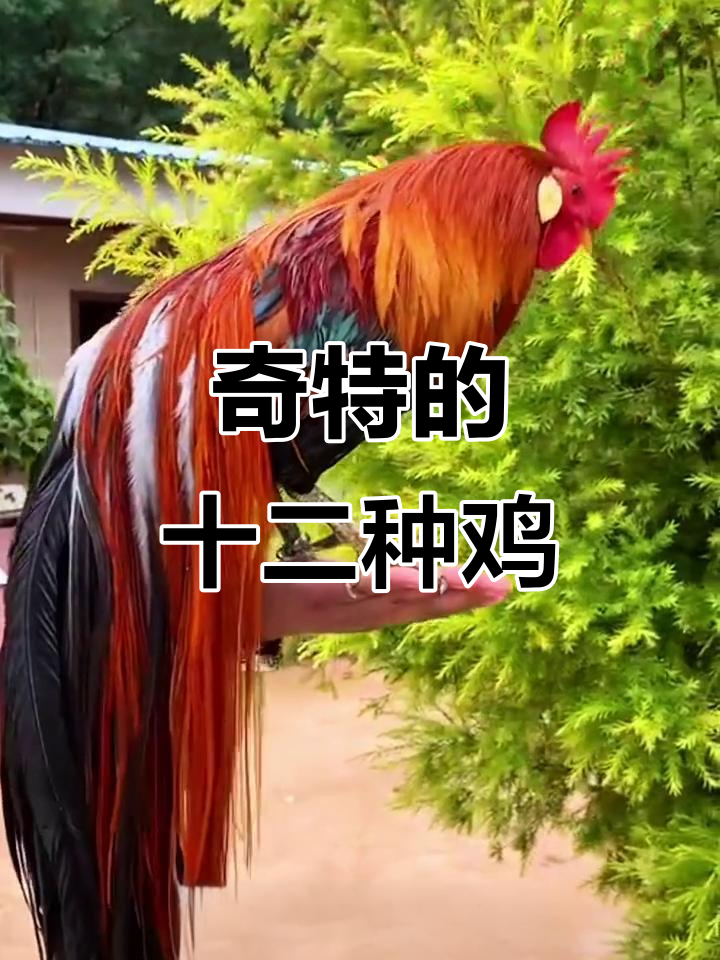 12种奇特鸡品种大揭秘，看看你认识几种？