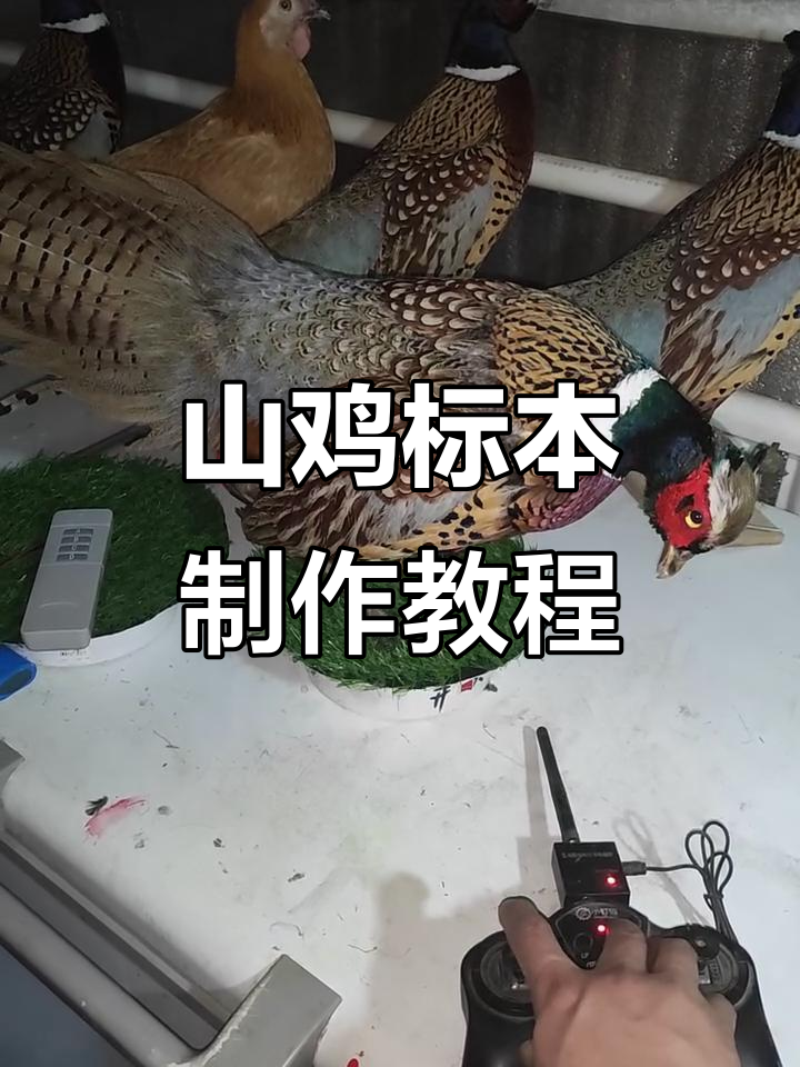七彩山鸡遥控模型制作与培训，带你了解动物标本的魅力