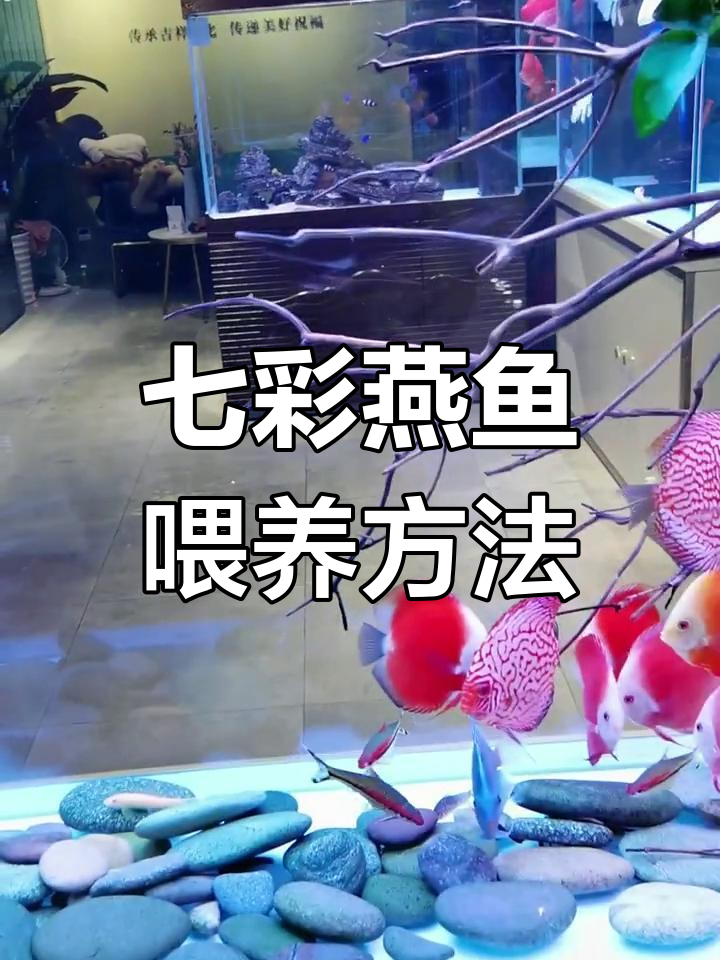 七彩燕鱼饲养技巧:喂食、水泵调节全攻略