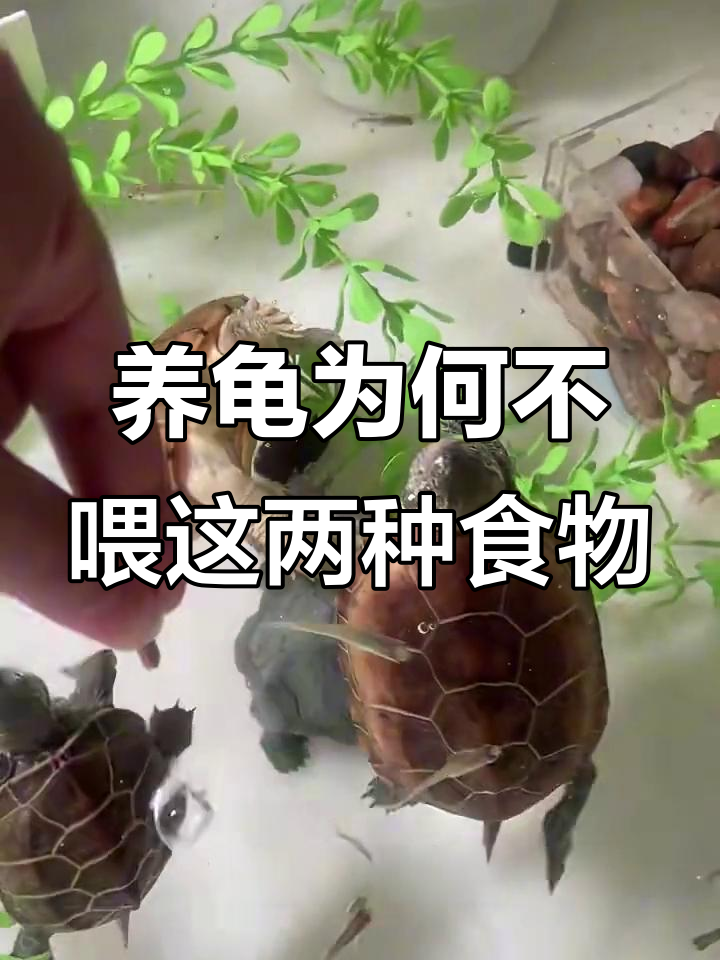 为什么龟不能喂面包虫和红肉?了解原因及危害
