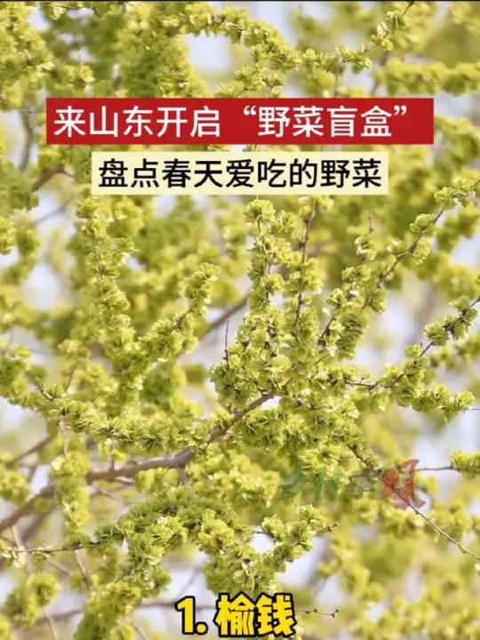 来山东开启“野菜盲盒”,盘点山东人春天爱吃的野菜,欢迎来补充