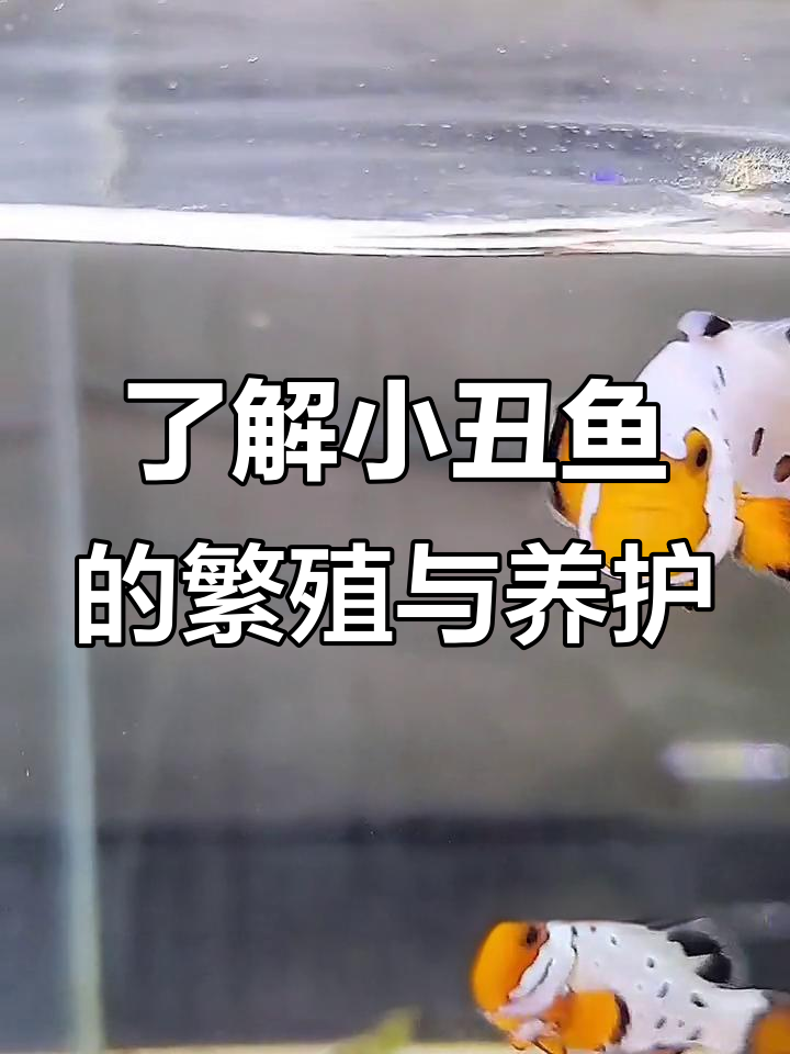 小丑鱼品种大揭秘，家庭饲养轻松上手