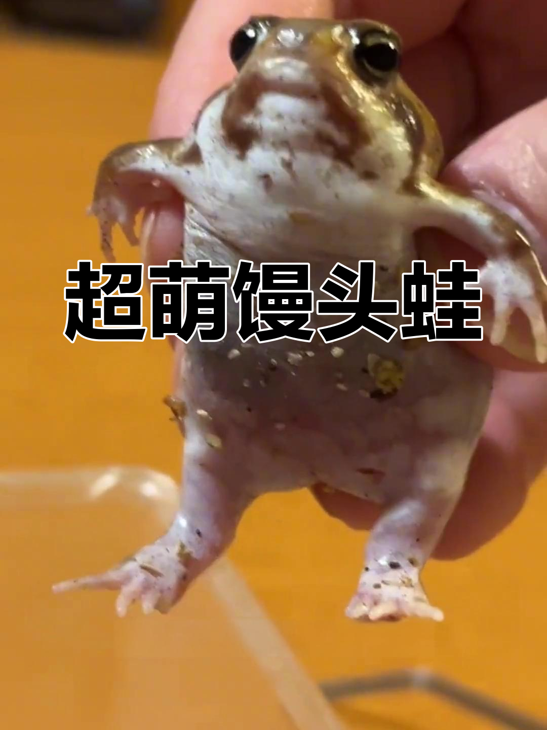 馒头蛙:不会游泳的可爱生物
