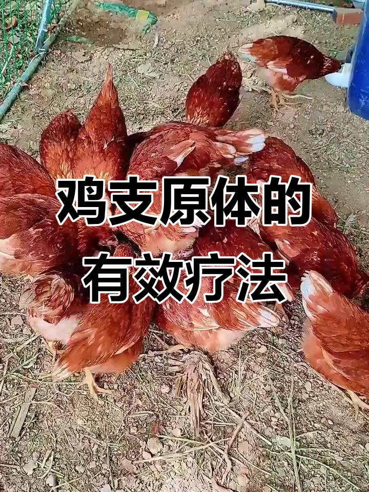 鸡支原体感染治疗全攻略,双黄连+氟苯尼考效果更佳