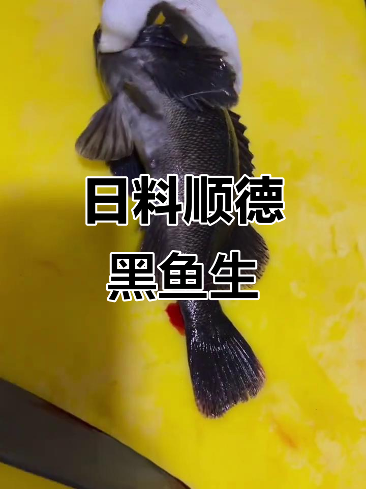 顺德黑鱼生，日式经典美味大揭秘