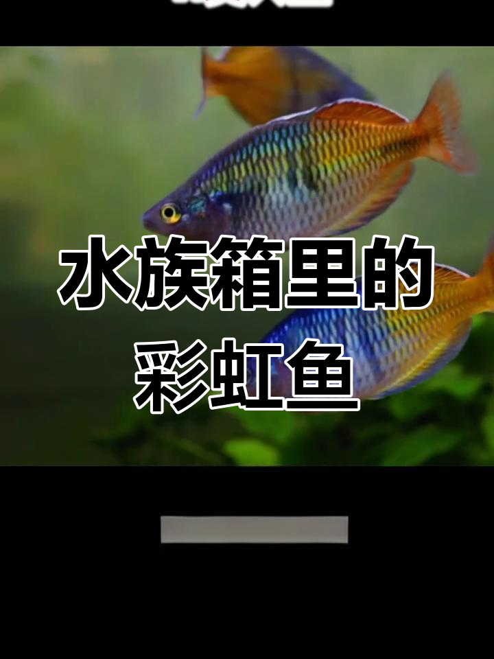 彩虹鱼:美人鱼的化身,水草缸中的优雅舞者