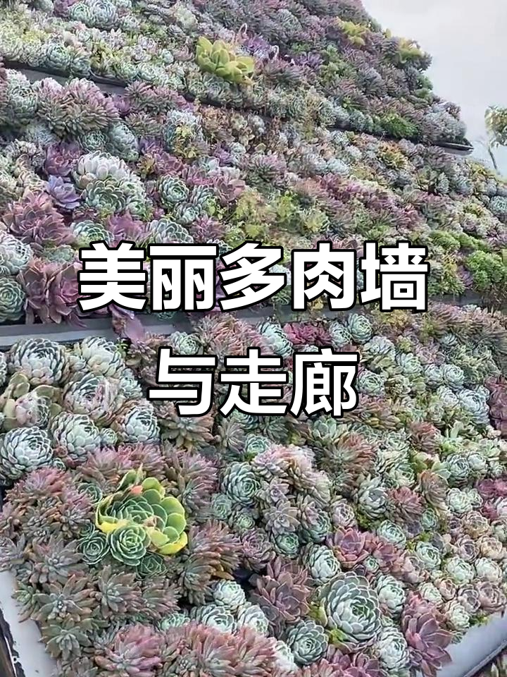 多肉花园造景大赏,墙廊设计美翻了