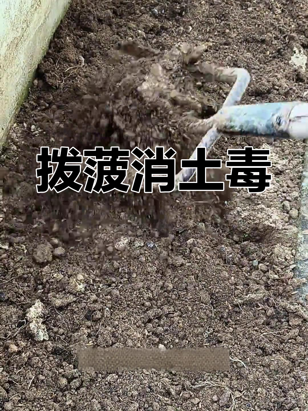 拔掉菠菜,给土壤消毒杀菌,准备种韭菜!