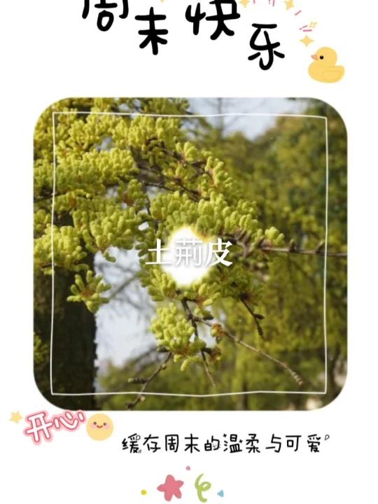 魅力中草药每日一药之土荆皮,全景展示药材从田间到药房的生命历程!药为医之魂,药材好、药才好