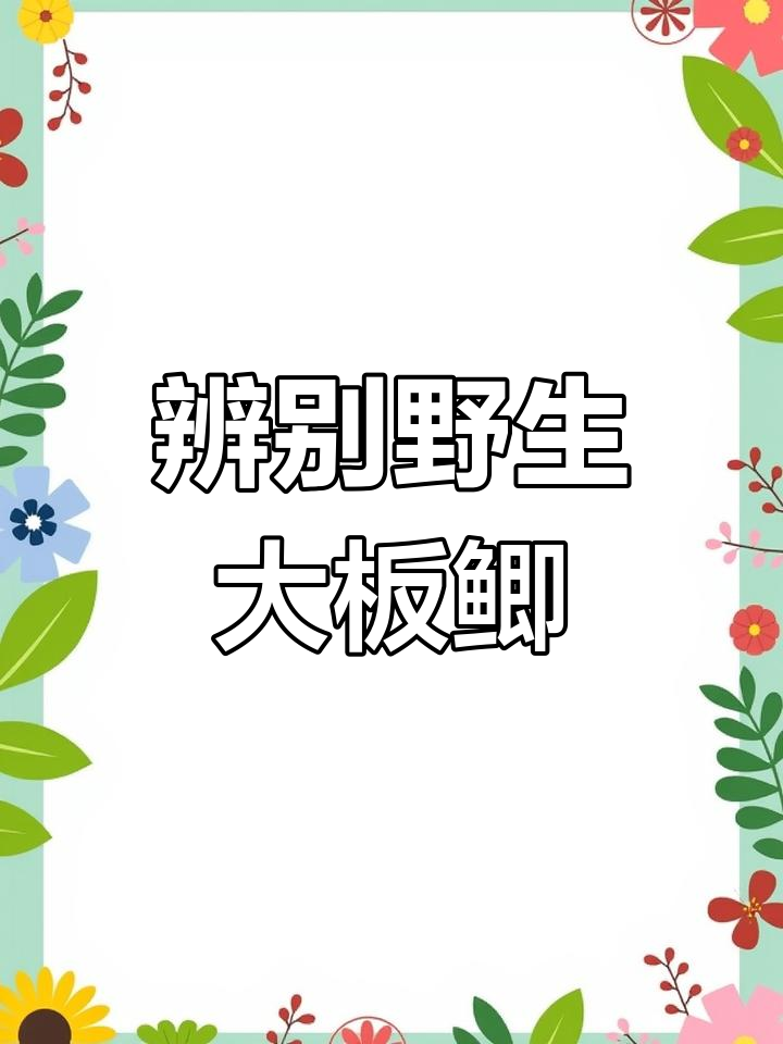 如何分辨野生大板鲫与养殖杂交鱼?看鳞片就能知道