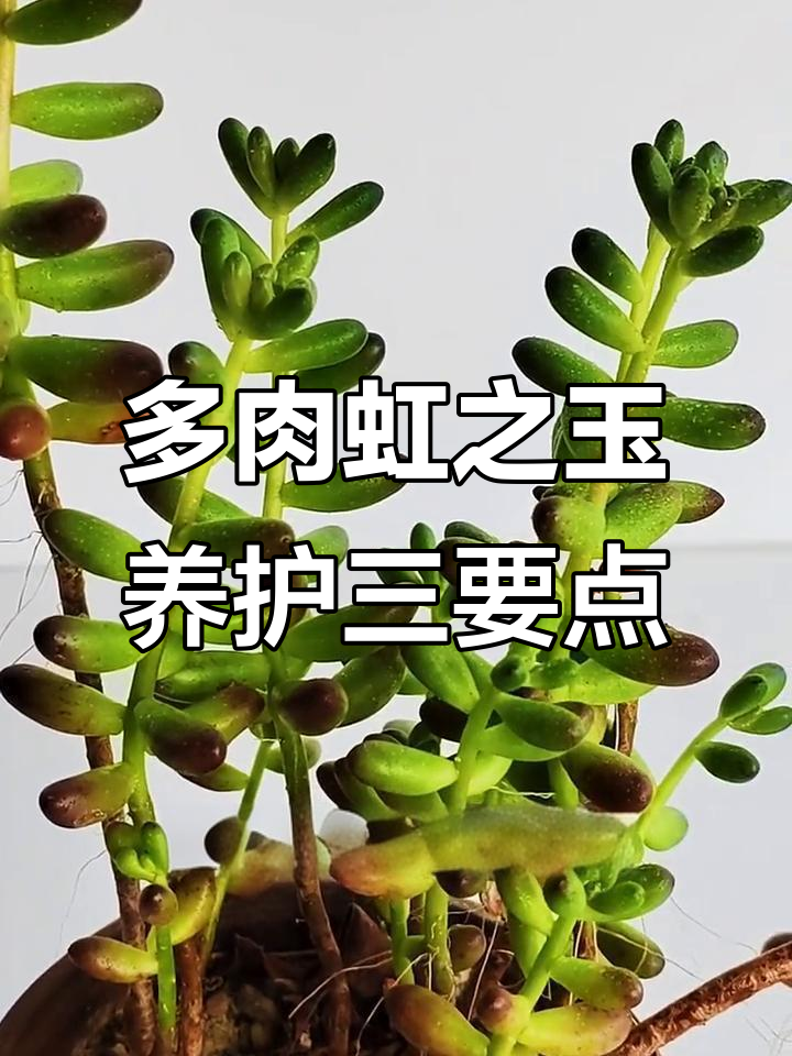 如何让多肉虹之玉茎杆粗壮、叶片稠密？三大养护技巧揭秘