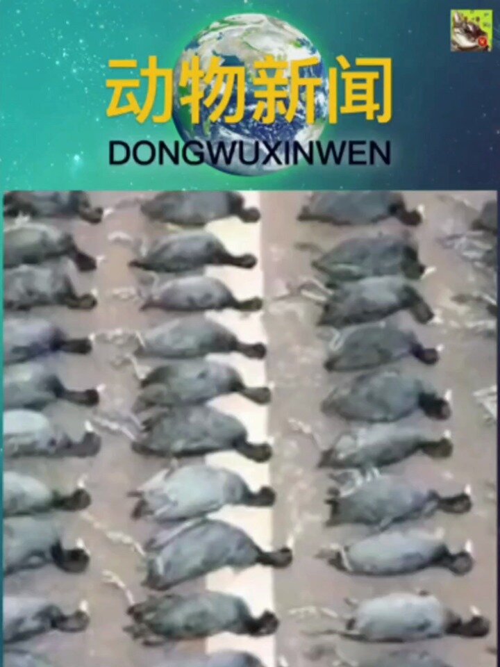 为下酒2男子毒杀野生獐鸡78只:属三有动物