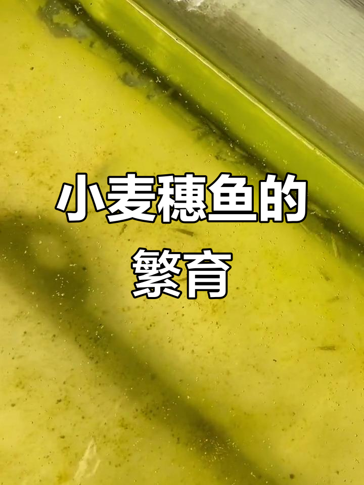 3月15日,去年四月底人工繁殖小麦穗鱼苗成功