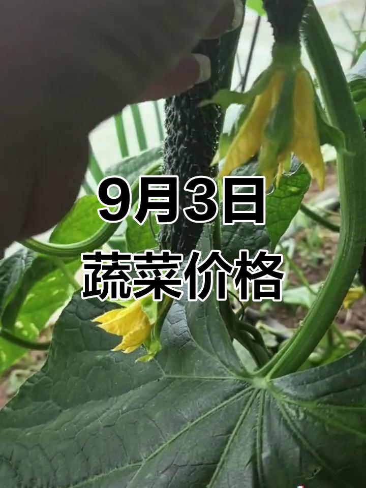 9月3日全国黄瓜西红柿价格大揭秘,产地收购价一览