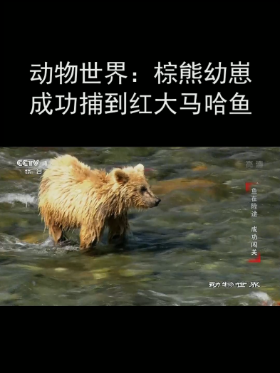 动物世界:棕熊幼崽成功捕到红大马哈鱼