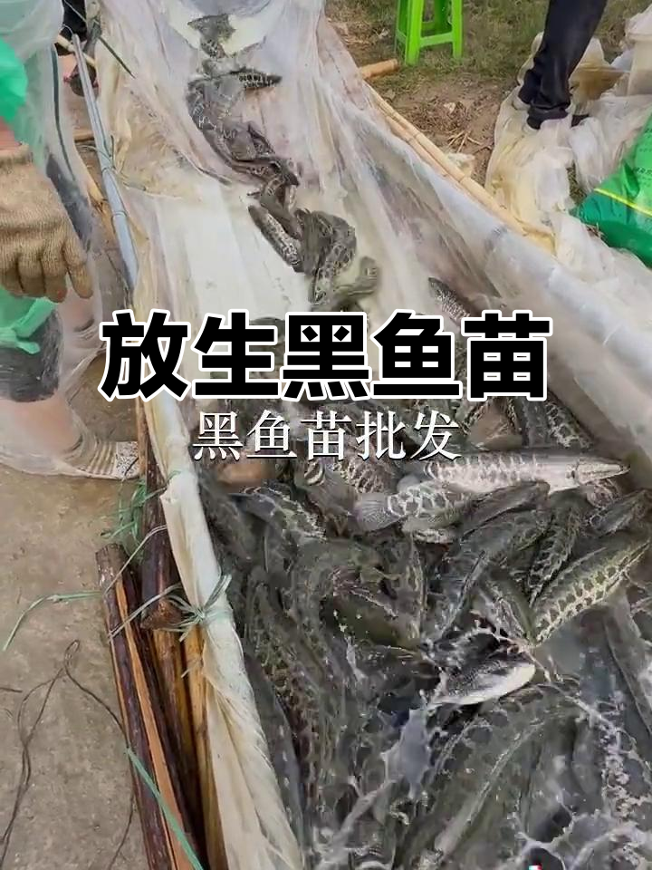 深圳宝安盐田鱼苗场，放生黑鱼苗的夜晚