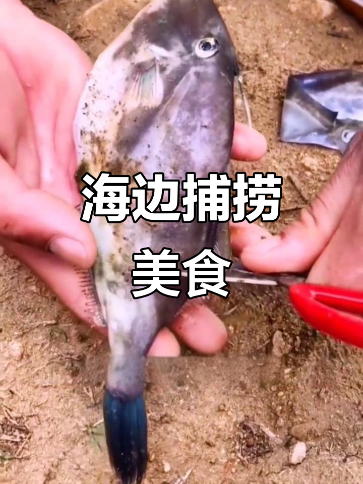 赶海抓海鲜,老鼠鱼皮厚肉嫩超美味