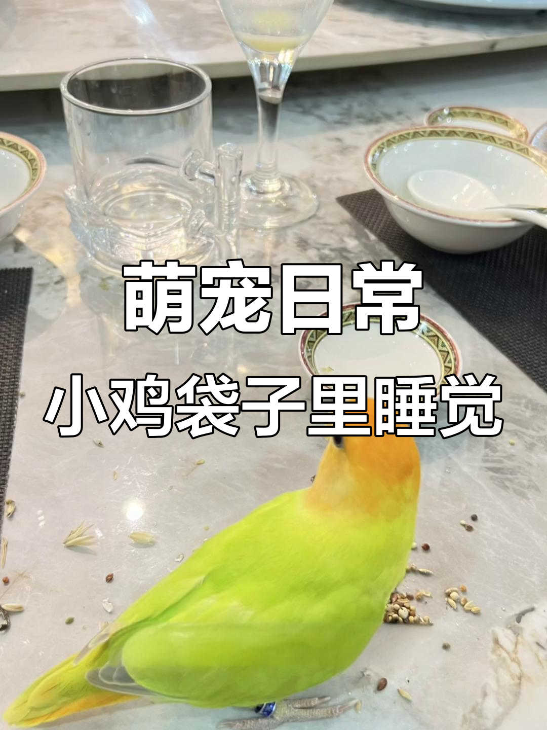 小鸡被妈妈装进袋子,困得不行却还要拍照,真是太可爱了!