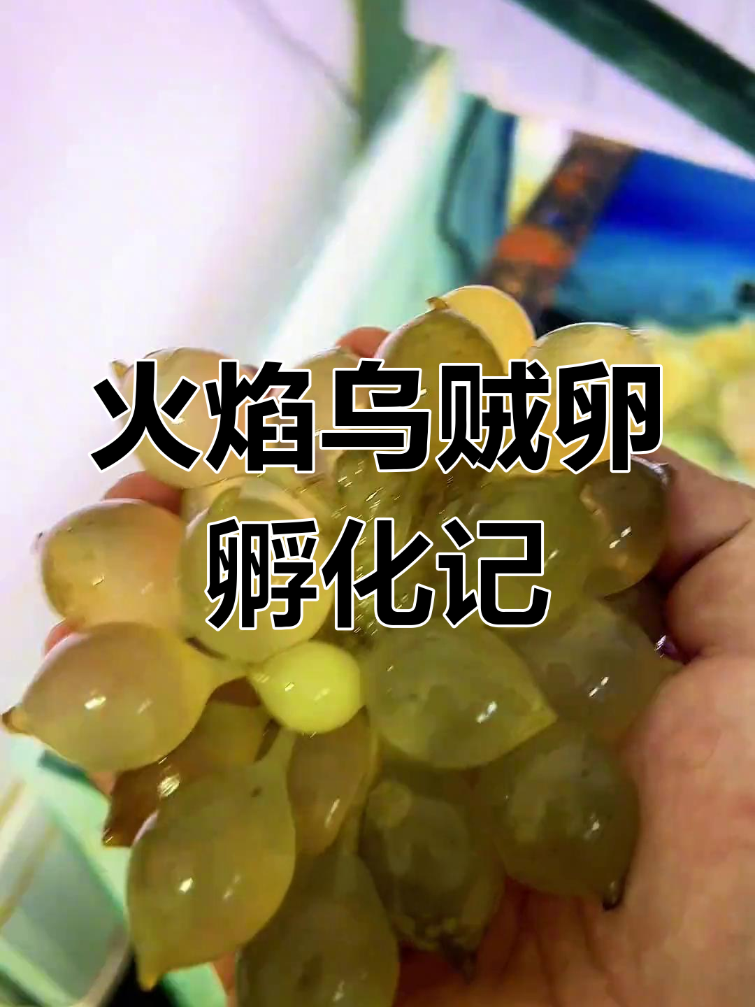 火焰乌贼卵的奇妙孵化过程,竟然这么难搞到手!