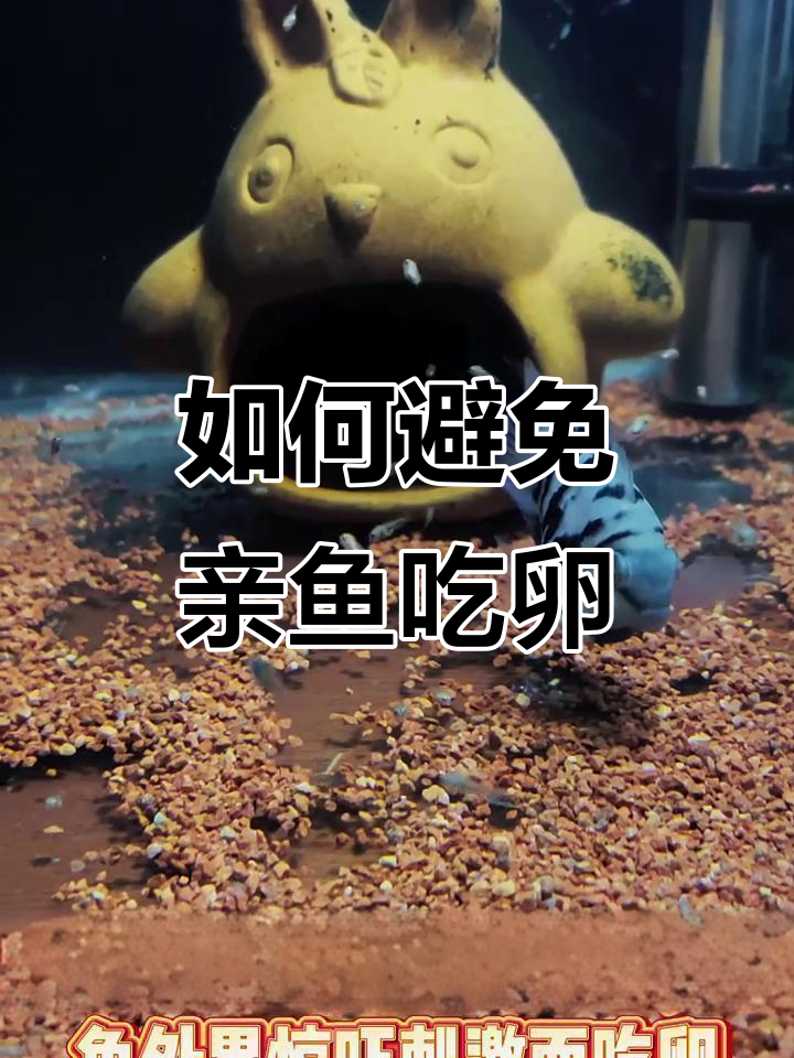 迷你鹦鹉鱼首次产卵不吃小鱼?这些技巧让孵化更成功