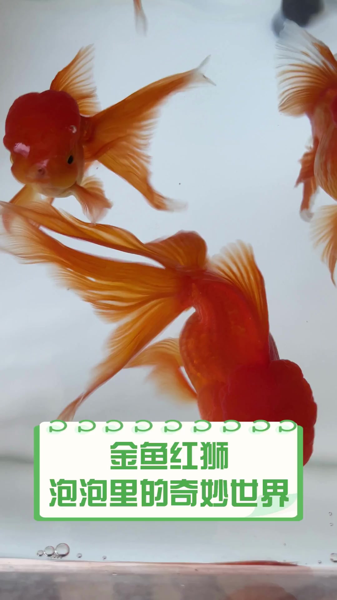 金鱼红狮,泡泡里的奇妙世界