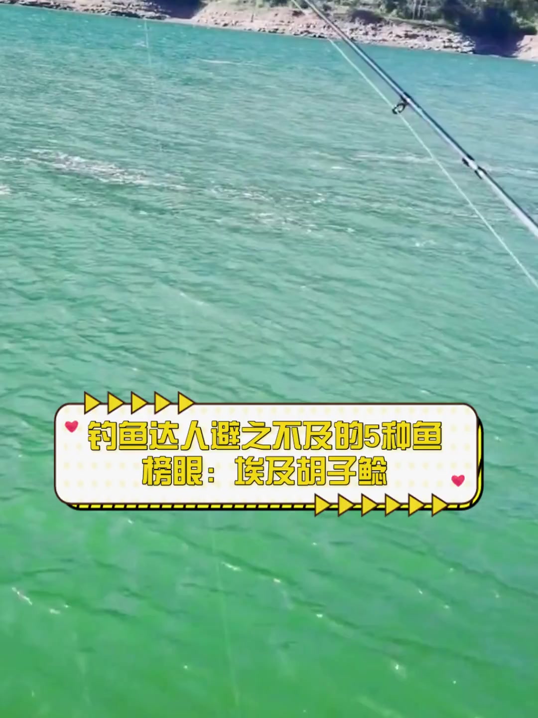 钓鱼达人避之不及的5种鱼,榜眼:埃及胡子鲶
