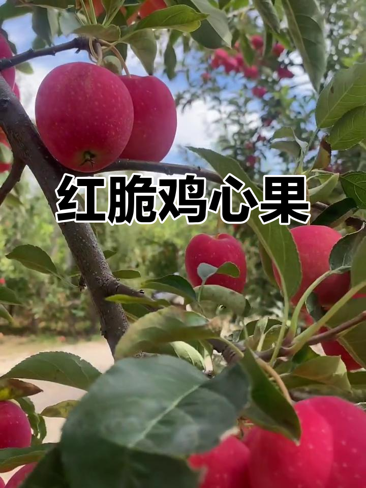 鸡心果:9月红彤脆甜,南北皆宜的优质小苹果