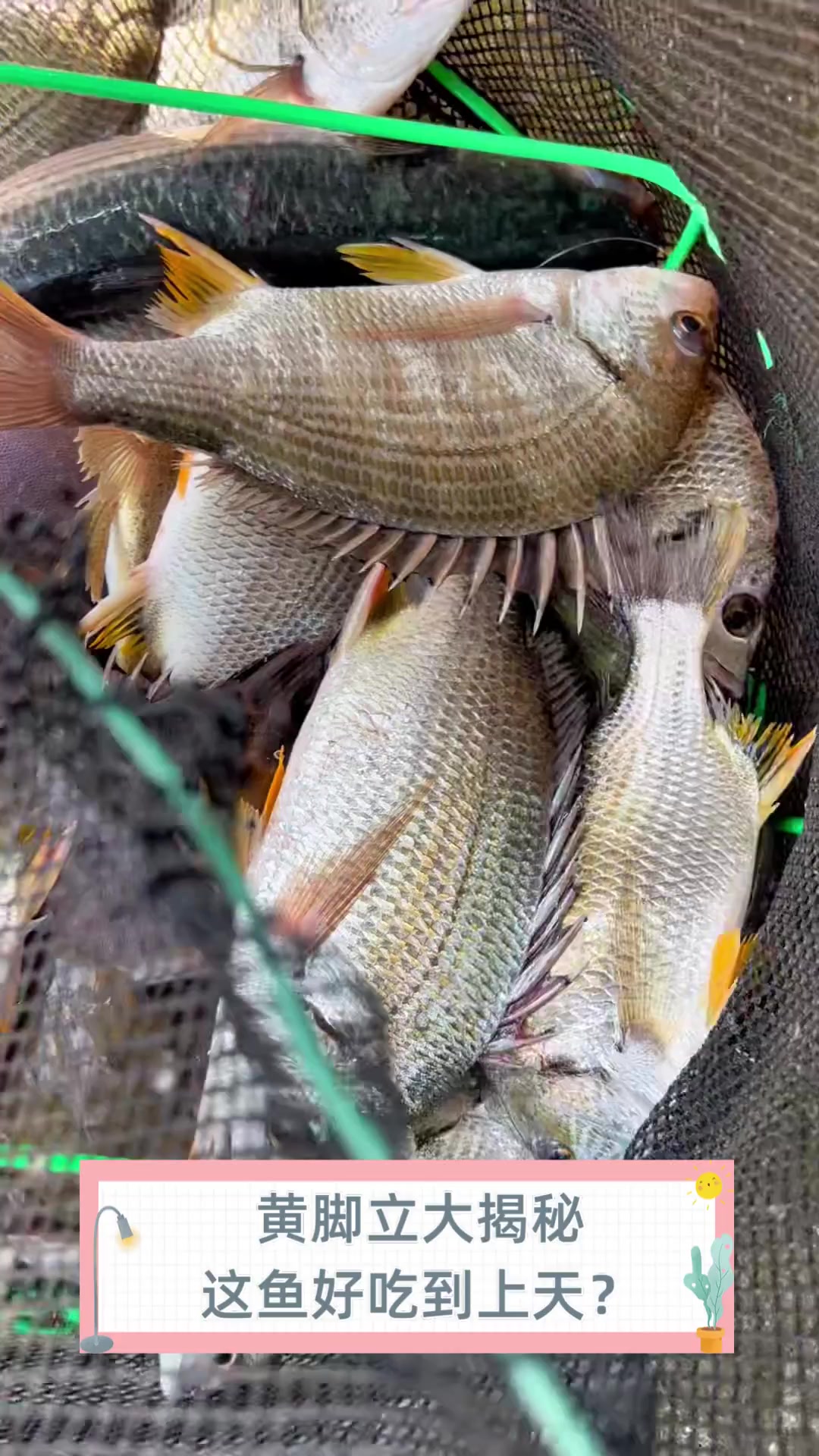 黄脚立大揭秘,这鱼好吃到上天?