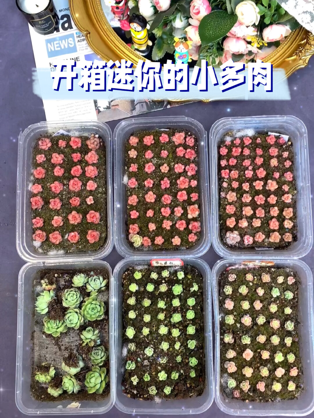 开箱迷你的小多肉