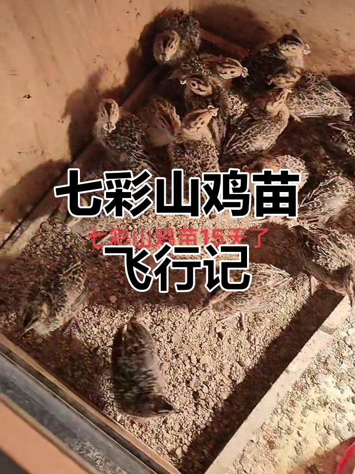 七彩山鸡苗成长记：半个月已会飞，生态散养技巧分享