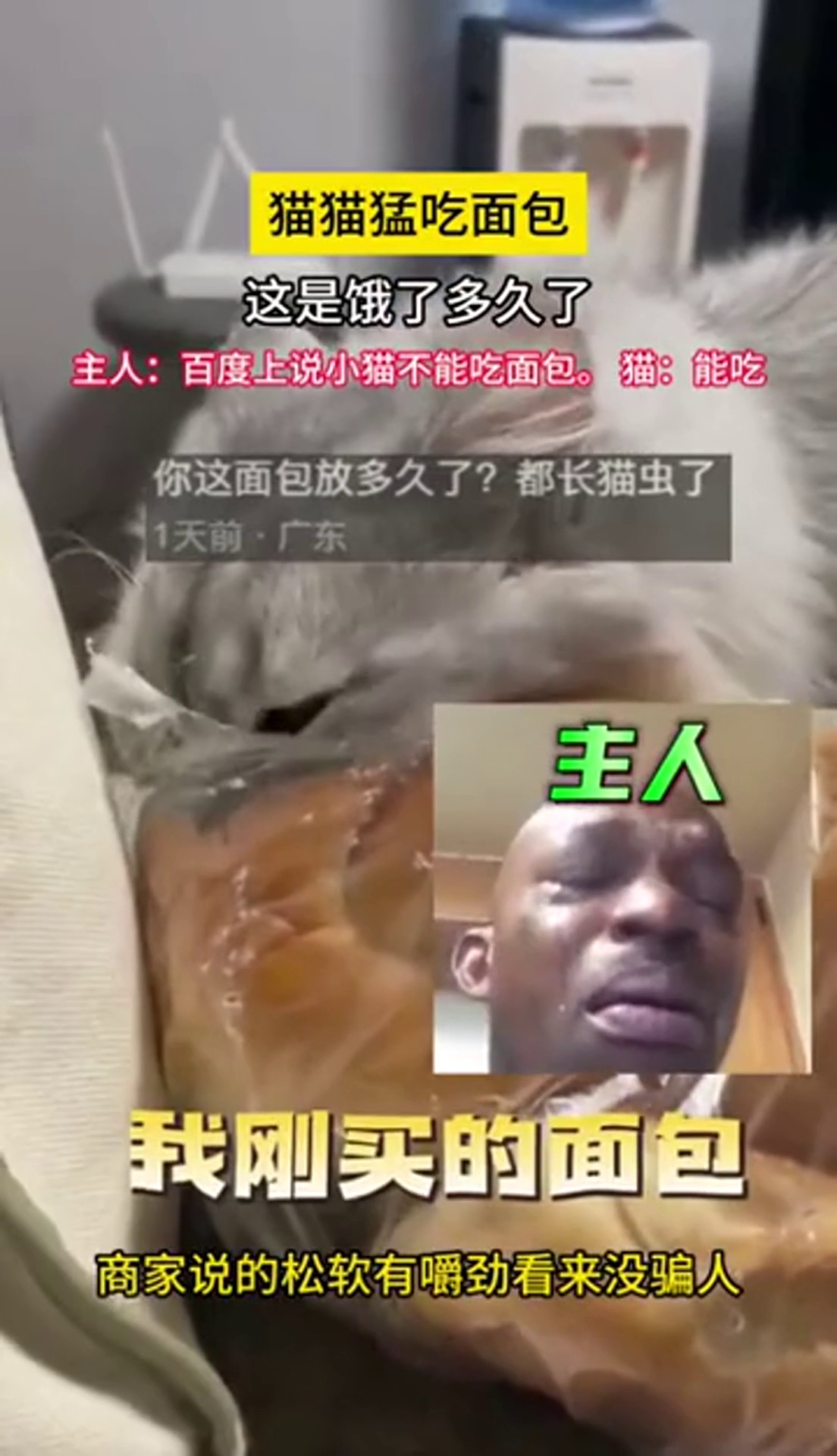猫猫大口猛吃面包素材来源:76957431074