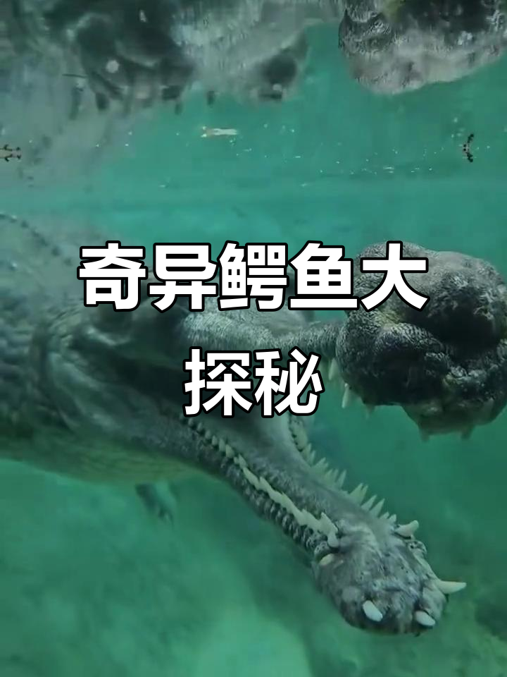 你见过没有尾巴的鳄鱼吗?11种奇特种类大揭秘!