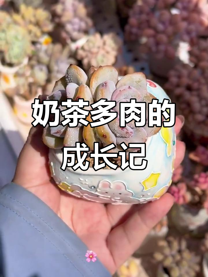 奶茶多肉养护全攻略：从零度到四季变化
