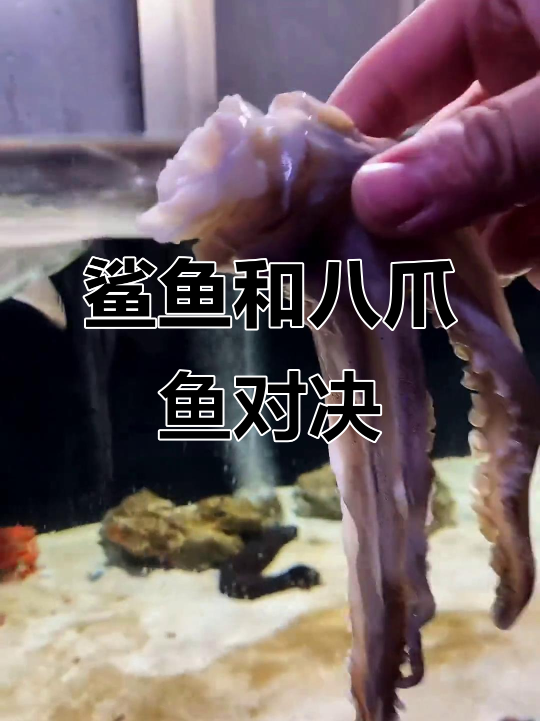 鲨鱼与八爪鱼的“美食大战”,脾气暴躁的摇头鲨来了!