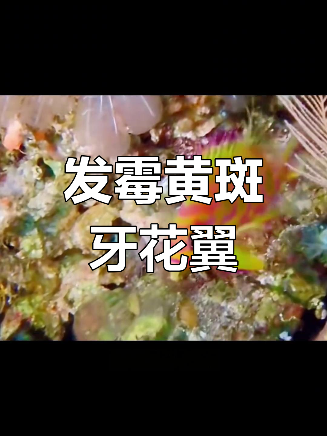 樱花宝石鱼:深水发霉鱼的秘密与养护技巧
