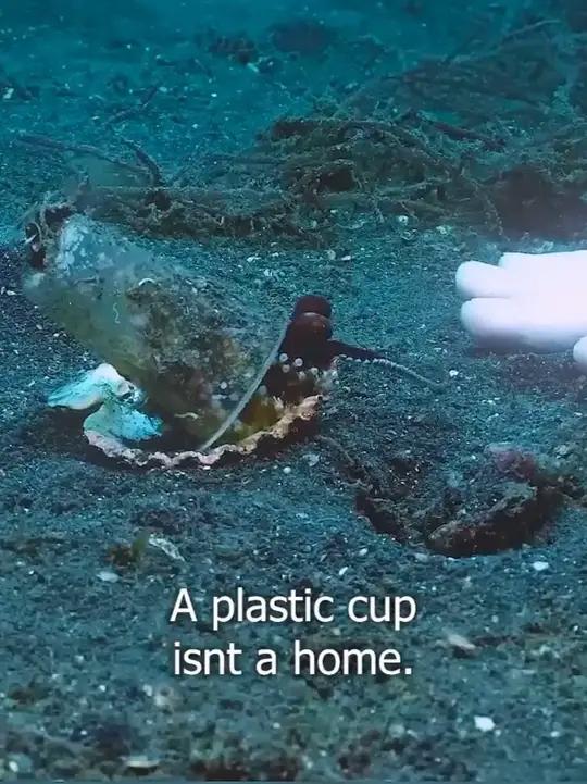 章鱼生活在杯子里