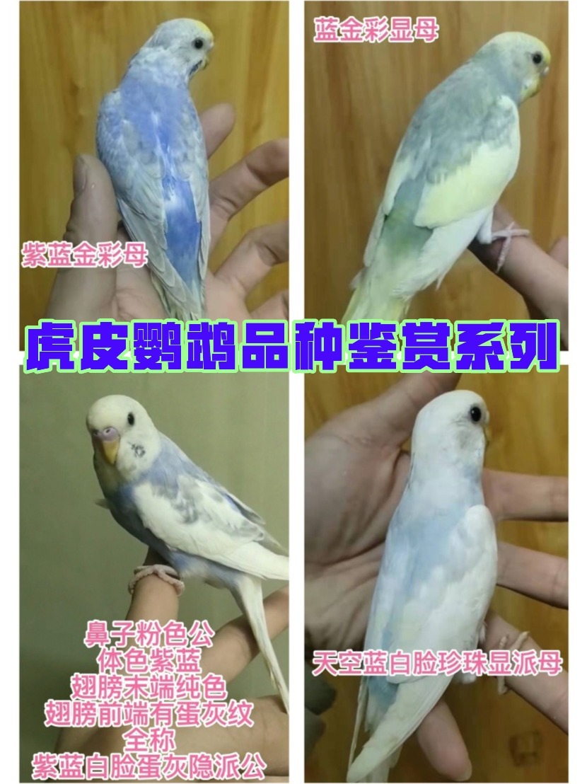 虎皮鹦鹉品种鉴赏系列