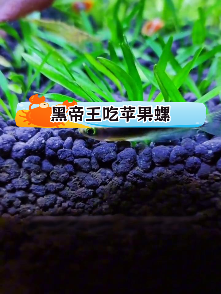 控制苹果螺爆缸的方法:养黑帝王灯
