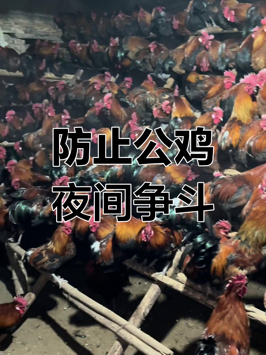 公鸡打架怎么办?晚上关灯有妙招