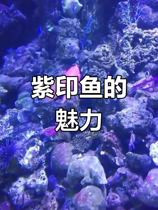 紫印鱼身闪亮,紫色图案独特
