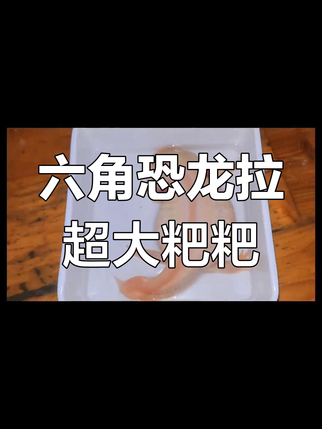 六角恐龙鱼拉的粑粑竟然这么大,三四厘米长真让人惊讶