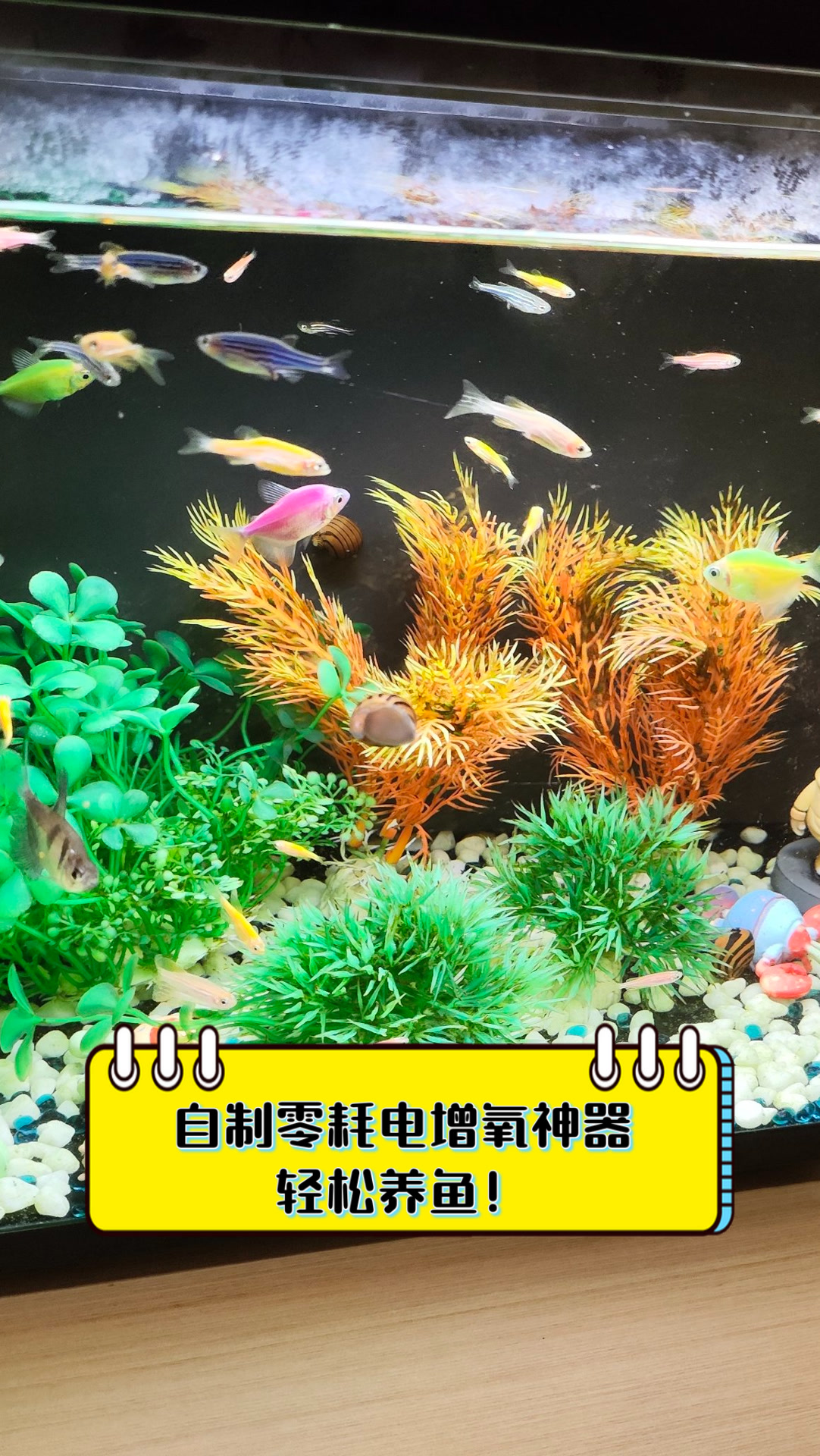 自制零耗电增氧神器,轻松养鱼!