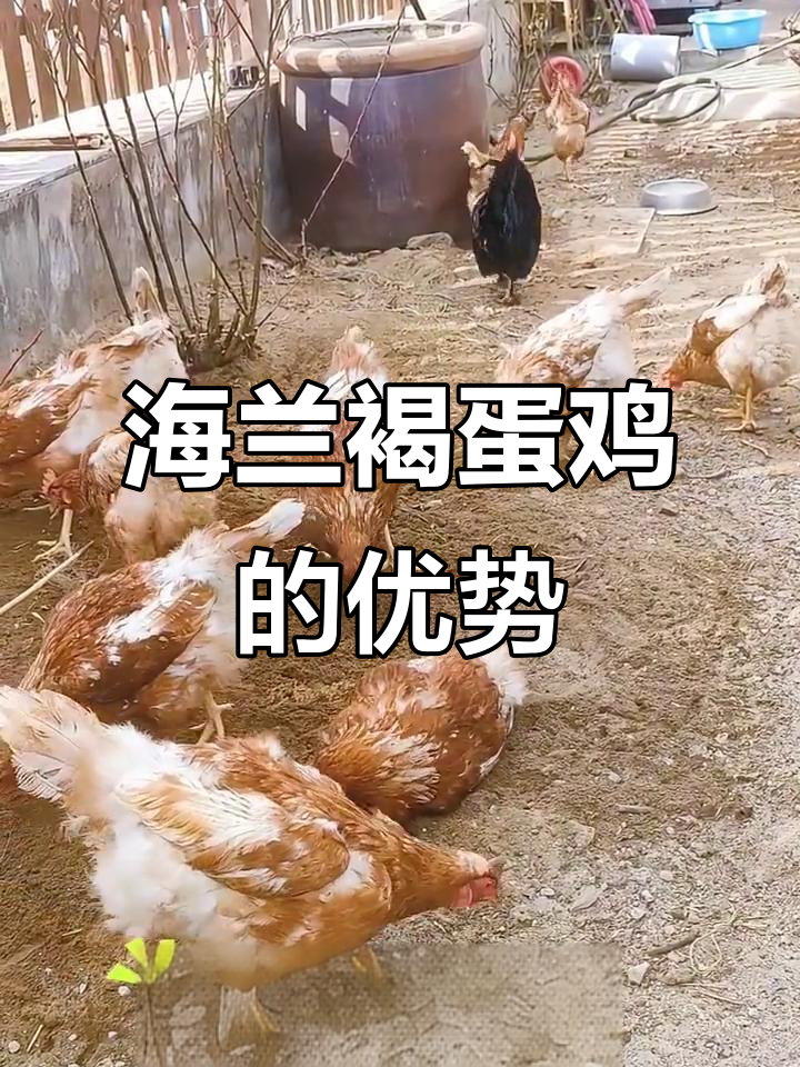 海兰褐蛋鸡:适合喜欢捡蛋的养鸡人,高产稳产又抗病