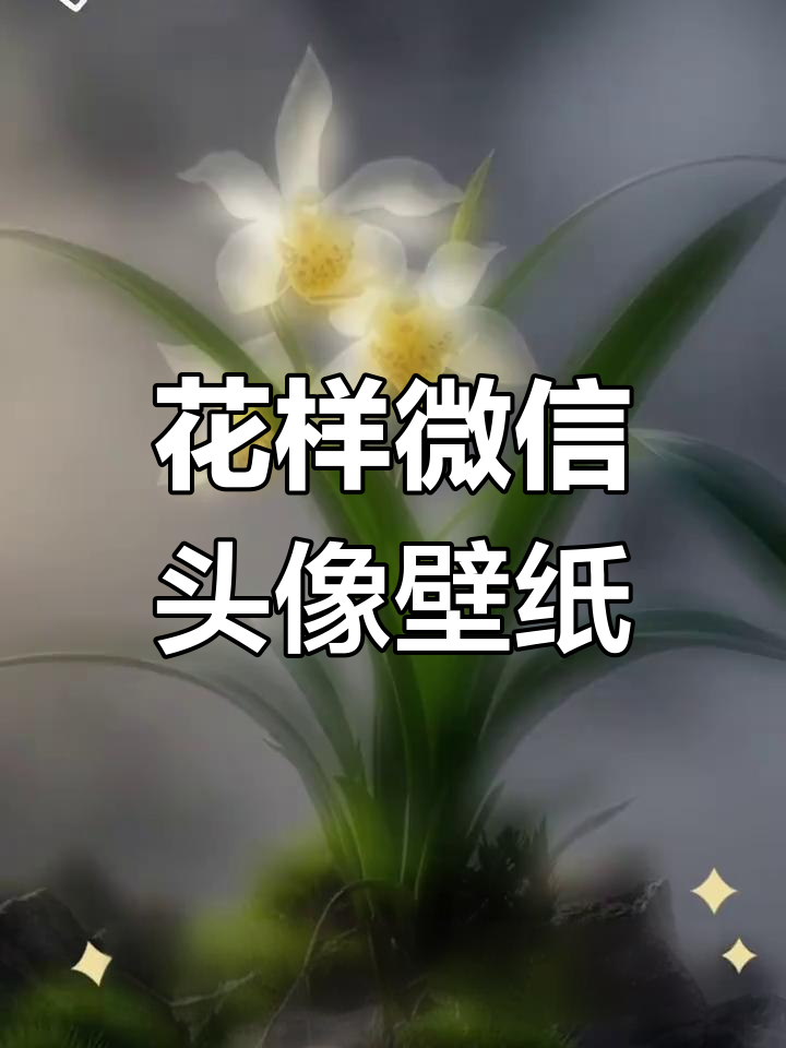微信头像壁纸推荐,春天感满满的花朵设计